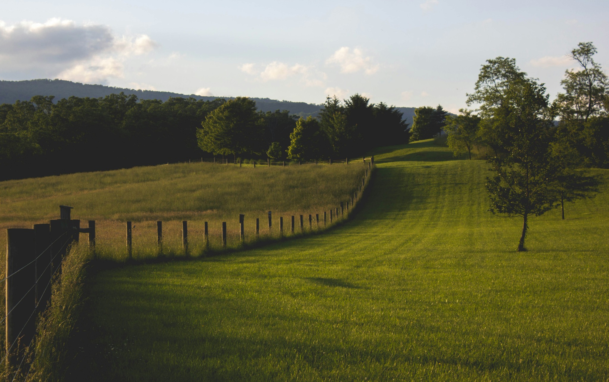 Fence line through a green meadow bordered by mature trees